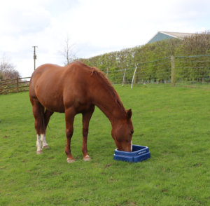 Square Floor Feeder (Blue) horse eating