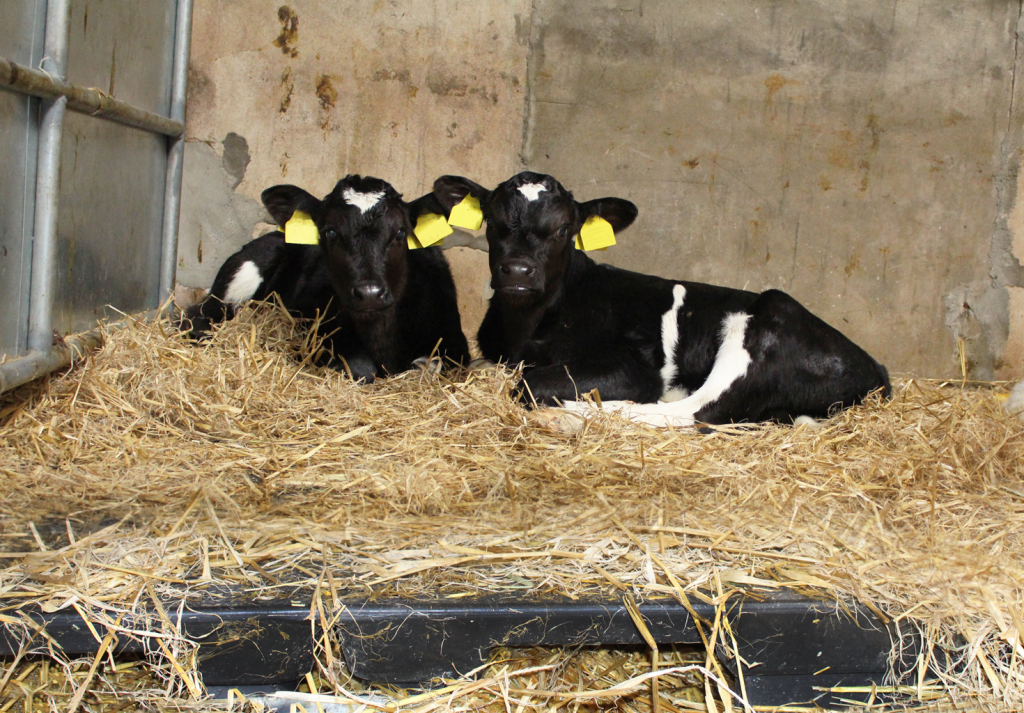 900mm x 1200mm Calf Slat (Black) cows lying on hay