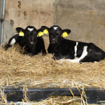 900mm x 1200mm Calf Slat (Black) cows lying on hay