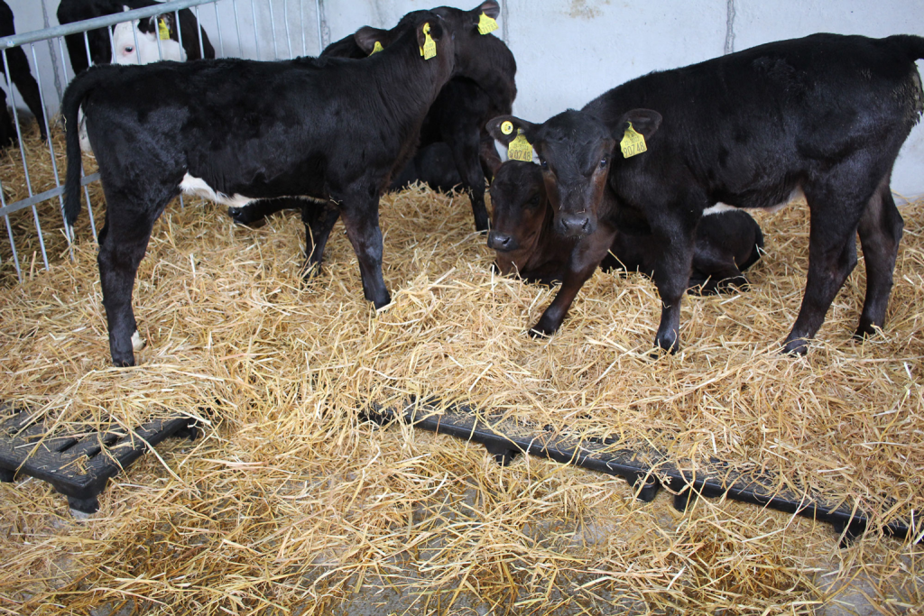 900mm x 1200mm Calf Slat (Black) with hay covering