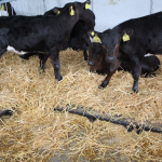 900mm x 1200mm Calf Slat (Black) with hay covering