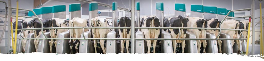 Cows waiting in a rotary milking parlour as they're being milked (light version)